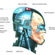 Image for article titled The Inhuman Anatomy of RoboCop